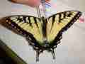 Papilio glaucus (tiger swallowtail butterfly indiana 6778 aberration) Internet Image property of respective owner, non-commercial use only